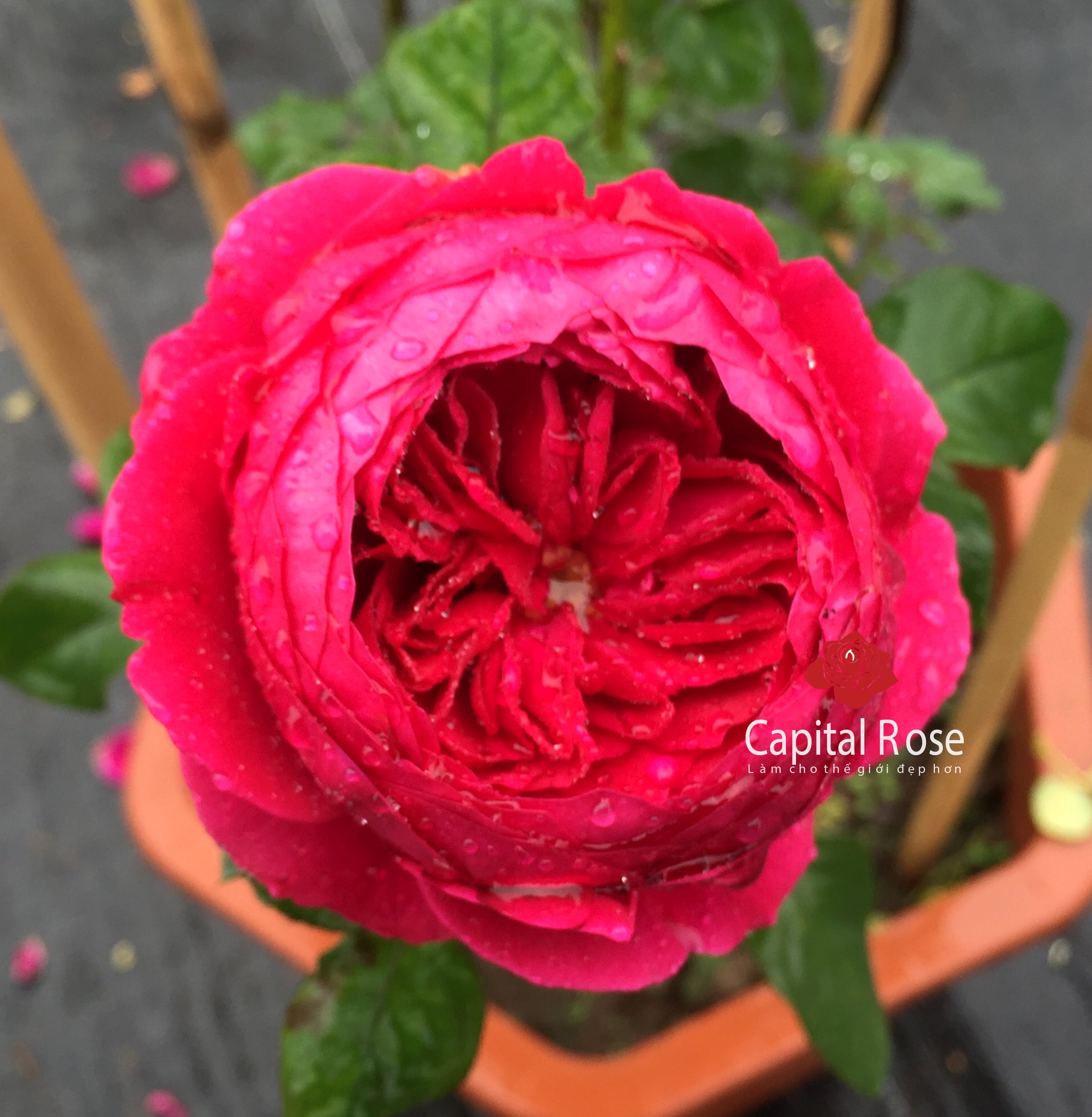 Hoa hồng pas de deux