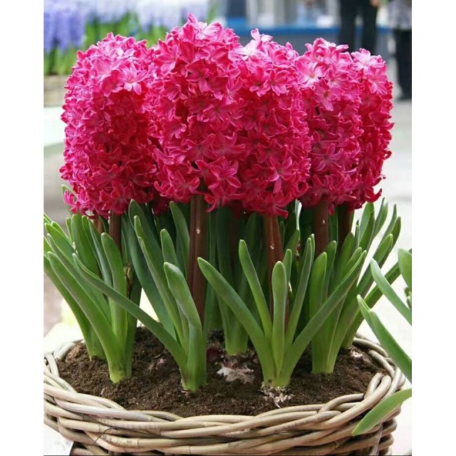 Hyacinth là hoa gì