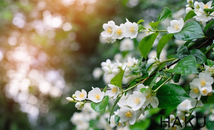 Jasmine nghĩa là gì