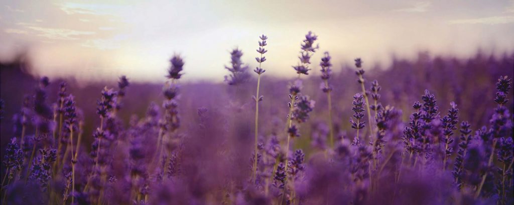 Lavender essential oil là gì