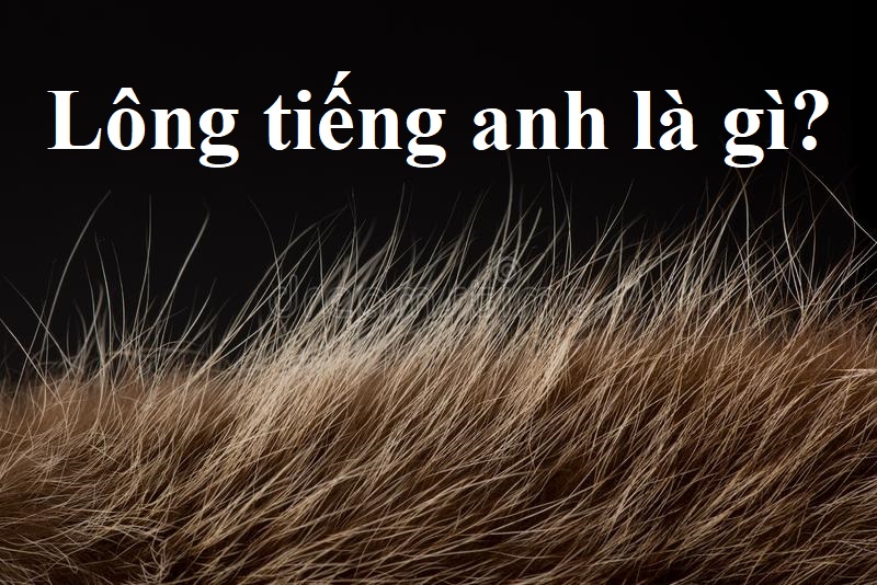 Lông tiếng anh là gì