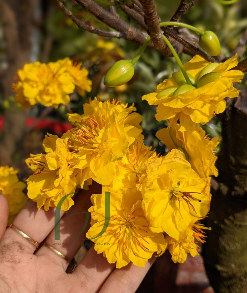 Mai cúc thọ hương