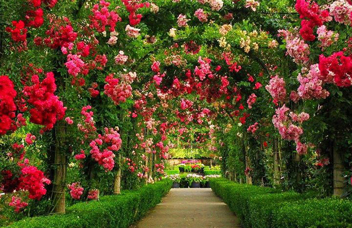 Mẫu giàn hoa sắt đẹp