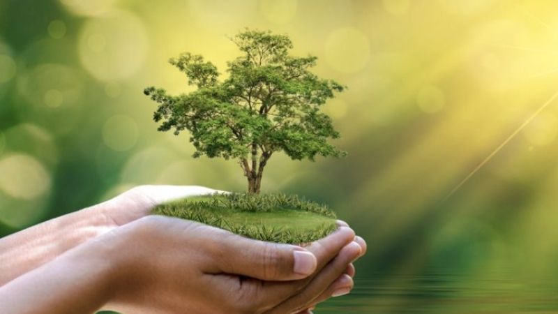 Mệnh mộc hợp cây gì