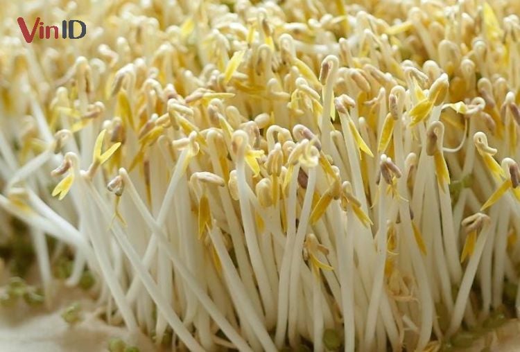 Nấu canh giá đỗ