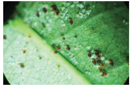 Nhện đỏ có độc không