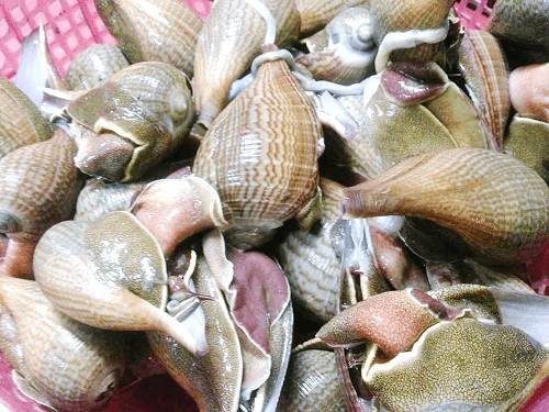 ốc muỗng