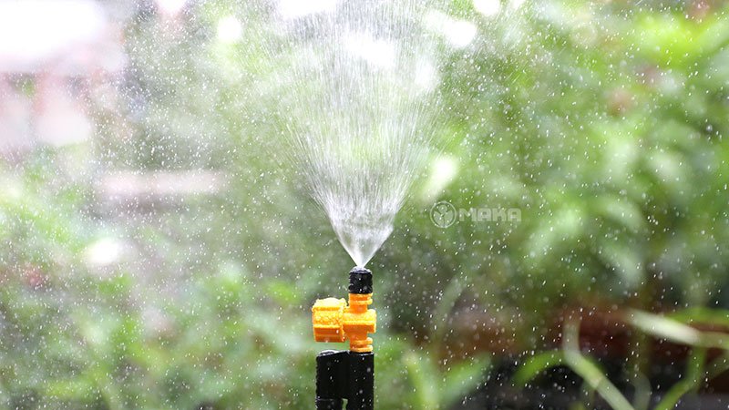 Phun sương tưới cây