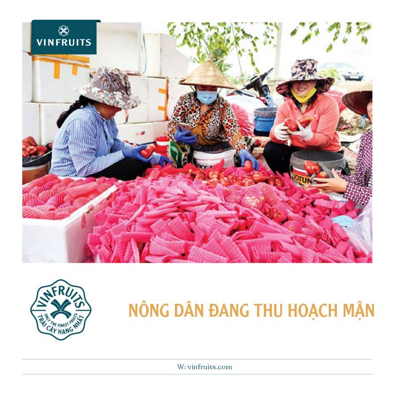 Quả mận miền nam