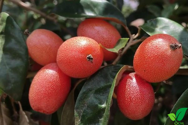 Quả nhót miền nam