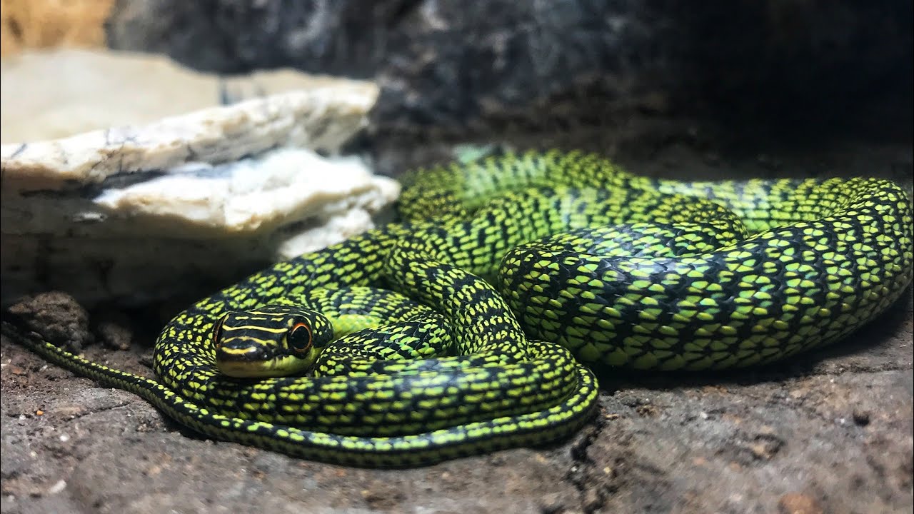 Rắn xanh sọc đen