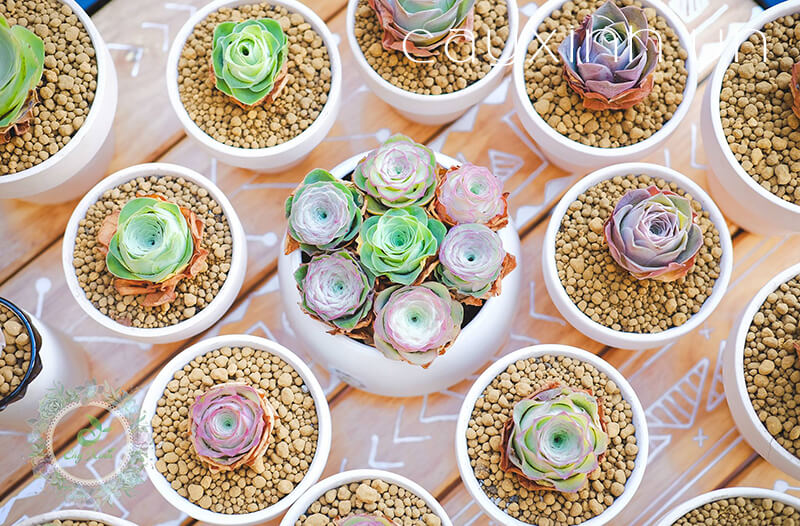 Sen đá hoa hồng xanh