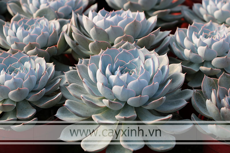 Sen đá hồng phấn