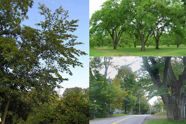 Slippery elm là gì