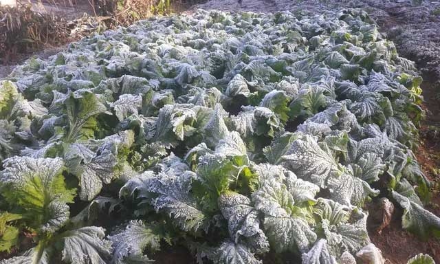 Sương muối là gì