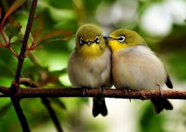 Tiệm chim cảnh gần đây