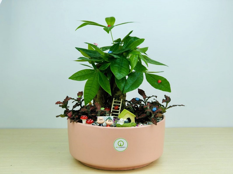 Tiểu cảnh để bàn