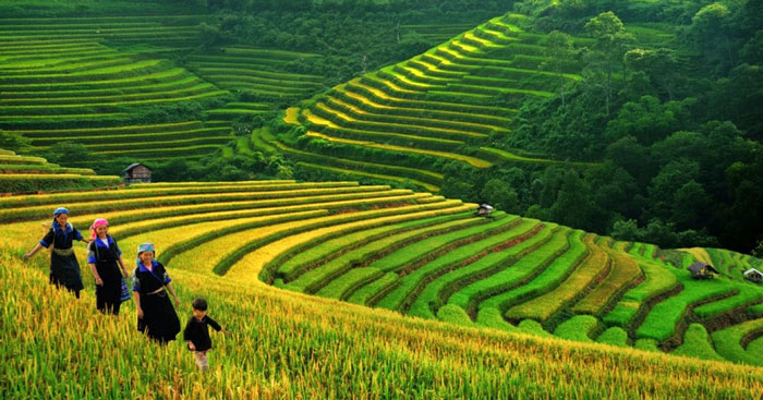 Tranh vẽ việt bắc