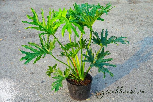 Trầu bà thanh xuân