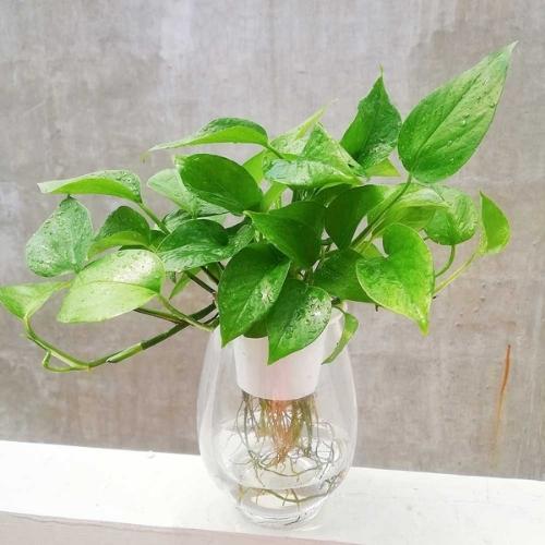 Trầu bà thủy sinh