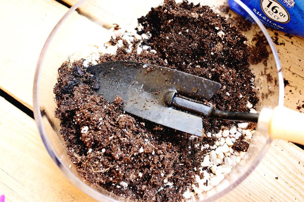 Trộn đất trồng sen đá