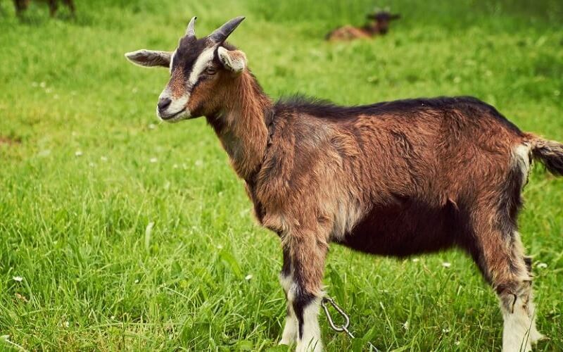 Tuổi mùi hợp cây gì