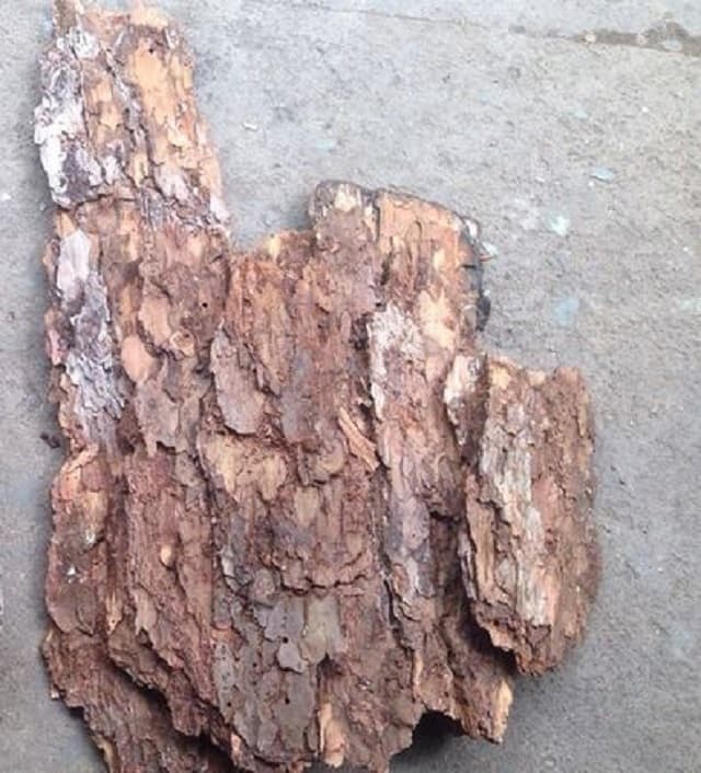 Vỏ thông trồng lan