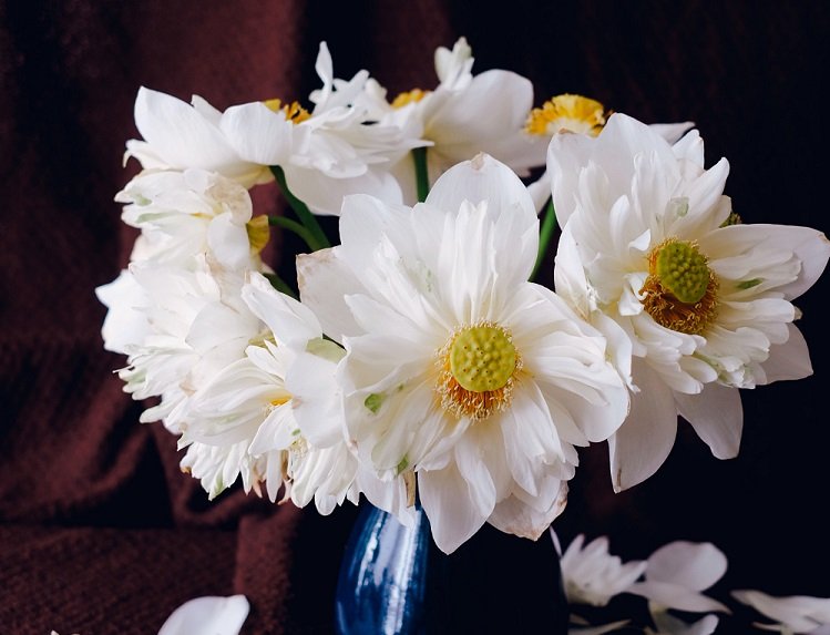 ý nghĩa của hoa sen